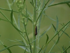 Oncometopia hamiltoni