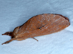 Elhamma australasiae