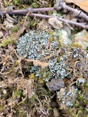 Cladonia coniocraea