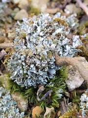 Cladonia coniocraea