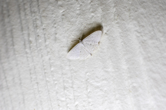 Scopula optivata