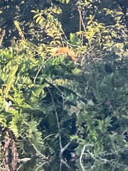 Acrostichum danaeifolium