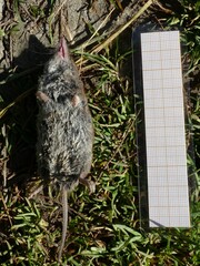 Crocidura