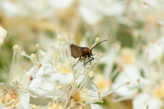 Micropterix aruncella