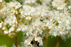 Micropterix aruncella