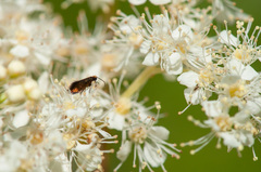 Micropterix aruncella
