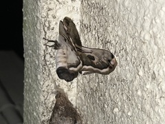 Saturnia pyretorum