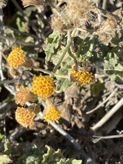 Bebbia atriplicifolia