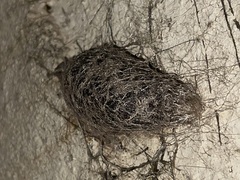 Saturnia pyretorum