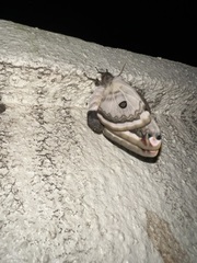 Saturnia pyretorum