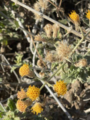 Bebbia atriplicifolia