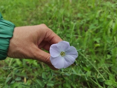 Linum komarovii