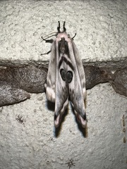 Saturnia pyretorum