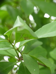Vicirionessa mustela