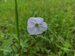 Linum komarovii