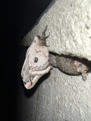 Saturnia pyretorum