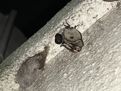 Saturnia pyretorum