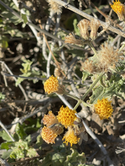 Bebbia atriplicifolia