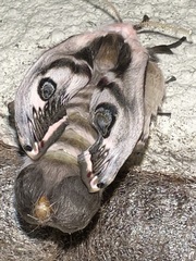 Saturnia pyretorum