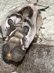 Saturnia pyretorum