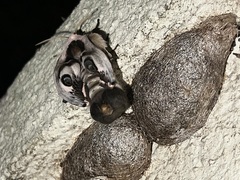 Saturnia pyretorum