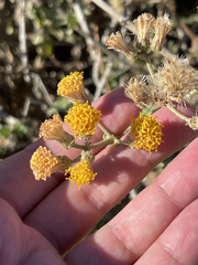 Bebbia atriplicifolia