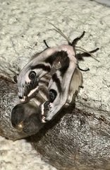 Saturnia pyretorum