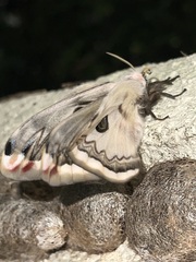 Saturnia pyretorum