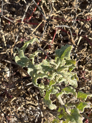 Bebbia atriplicifolia