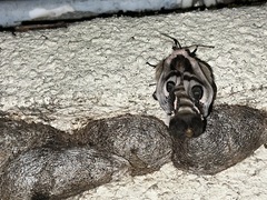 Saturnia pyretorum