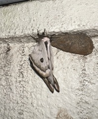 Saturnia pyretorum