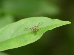 Bactrocera