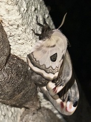 Saturnia pyretorum