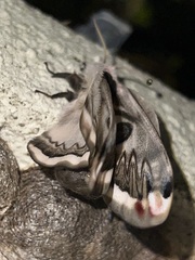 Saturnia pyretorum