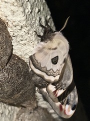 Saturnia pyretorum