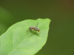 Bactrocera