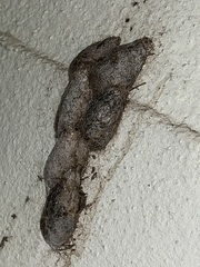 Saturnia pyretorum