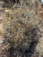 Porophyllum maritimum