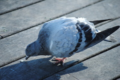 Columba livia domestica