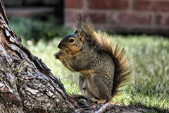 Sciurus niger