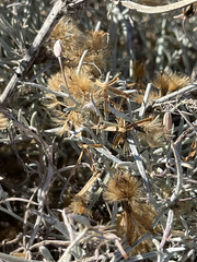 Porophyllum maritimum