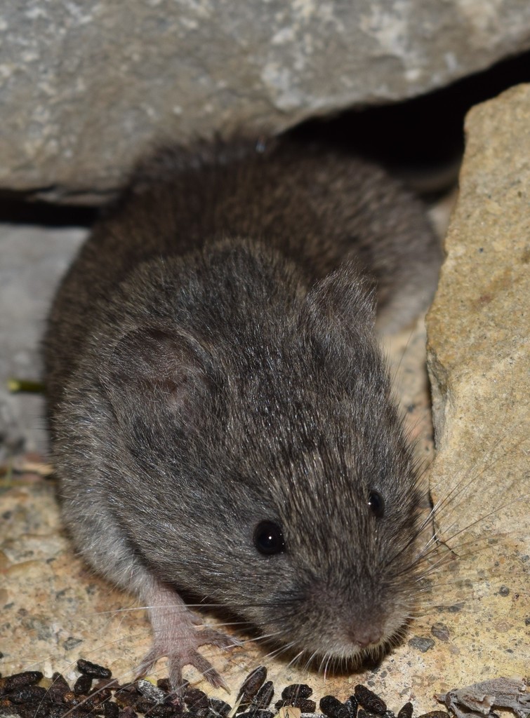 European Snow Vole Smaller Mammals Of The W Palearctic Inaturalist