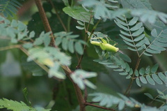 Abracris flavolineata