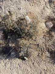 Porophyllum maritimum