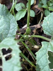 Pyrenacantha grandiflora