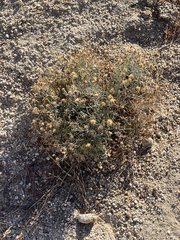 Porophyllum maritimum