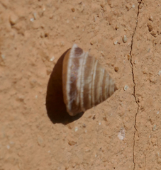 Trochoidea elegans