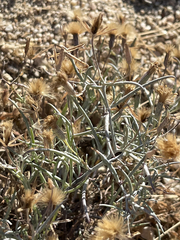 Porophyllum maritimum