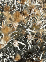 Porophyllum maritimum