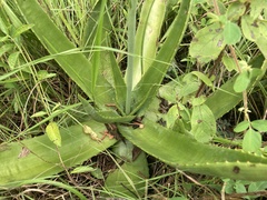 Aloe simii